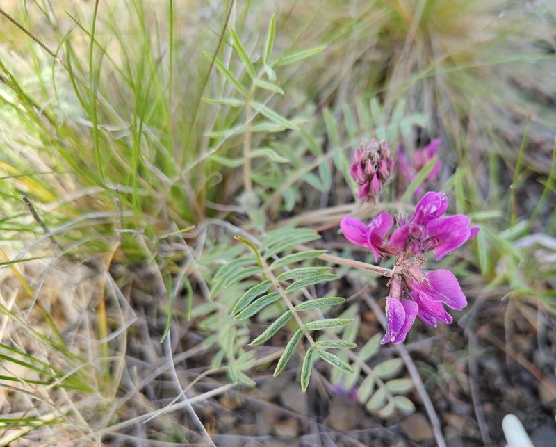 Oxytropis floribunda photo 2