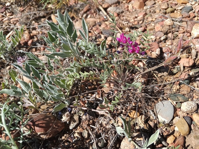 Oxytropis floribunda photo 3