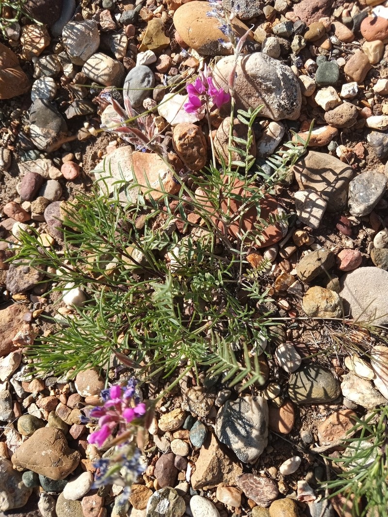 Oxytropis floribunda photo 4