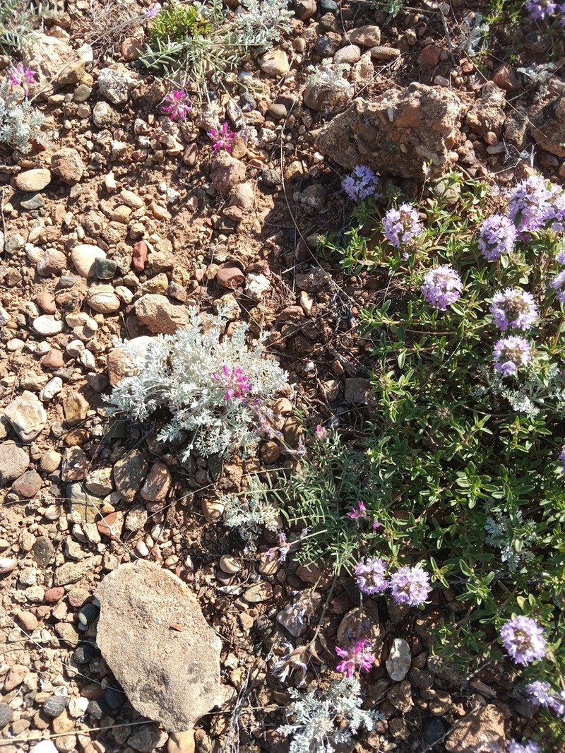 Oxytropis floribunda photo 5