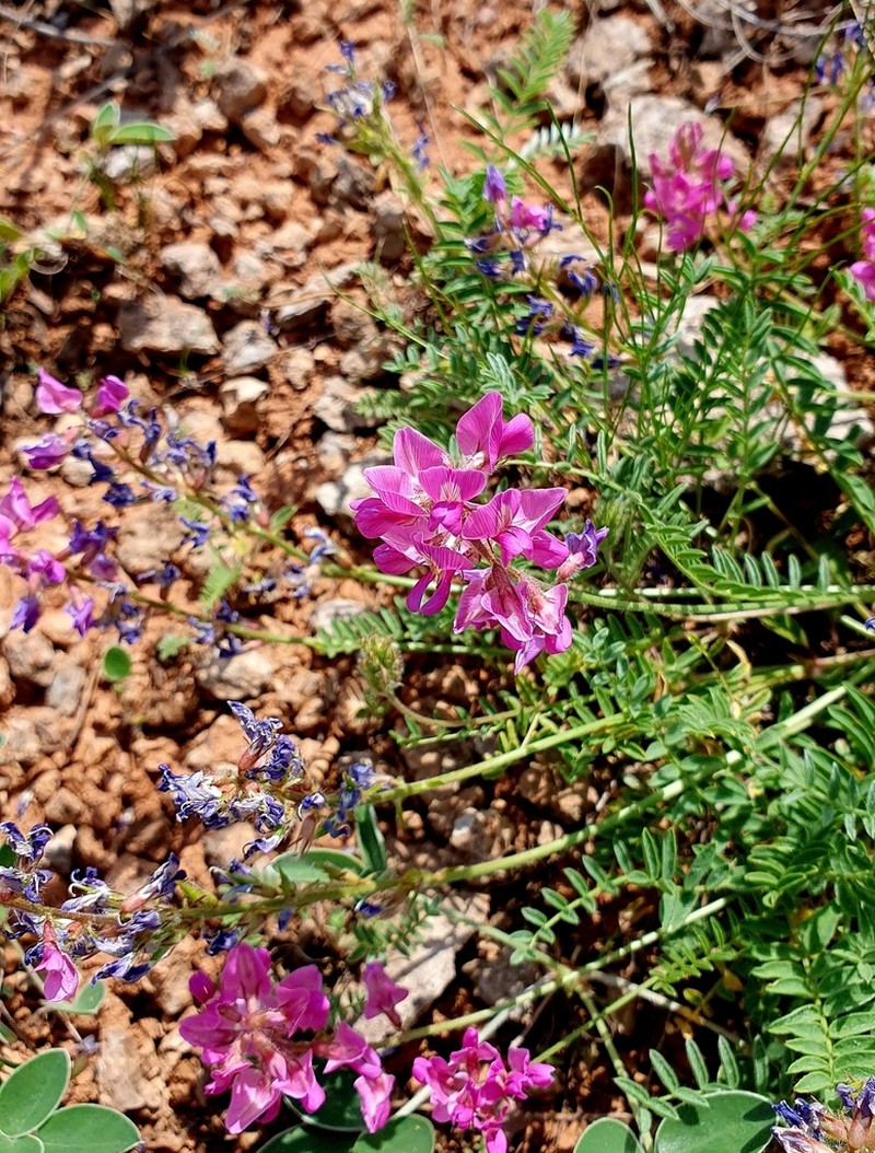 Oxytropis floribunda photo 6
