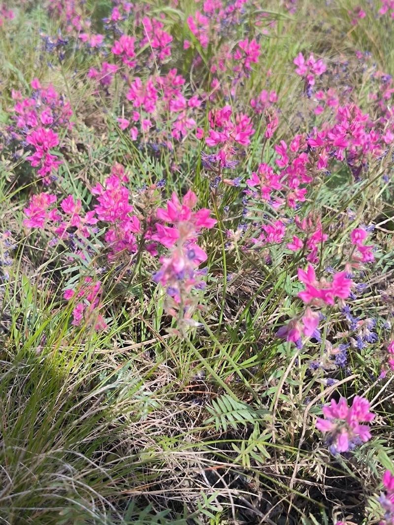 Oxytropis floribunda photo 7