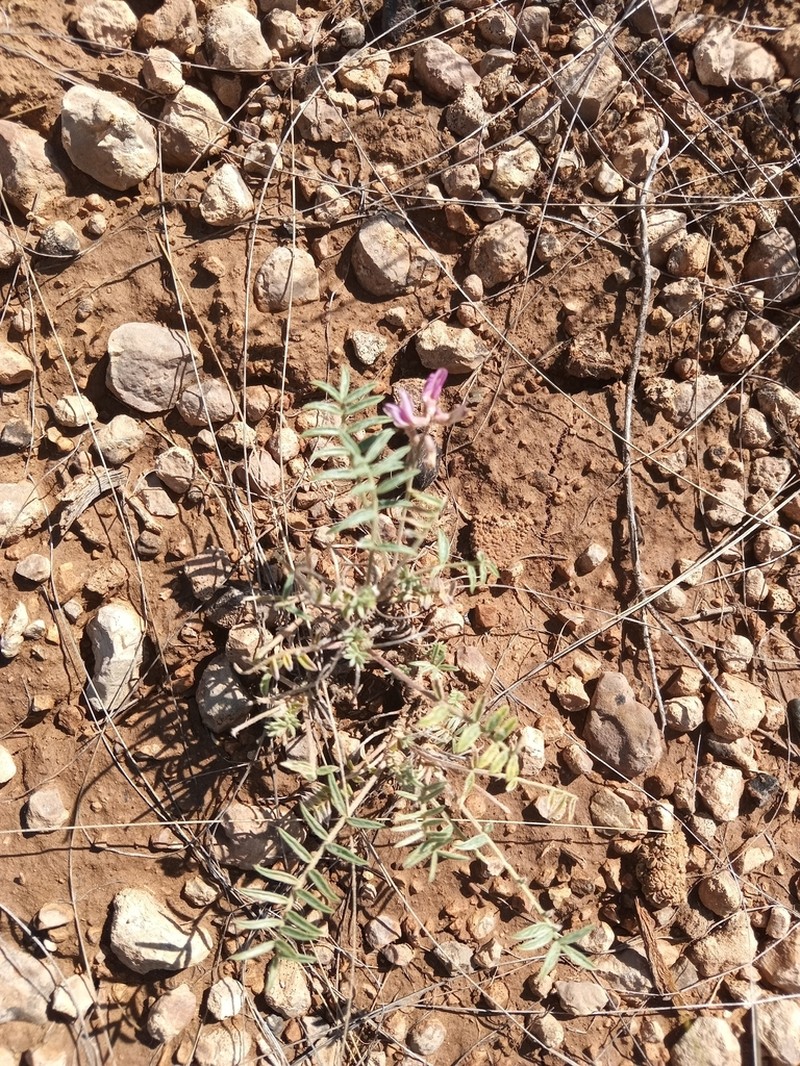 Oxytropis floribunda photo 8