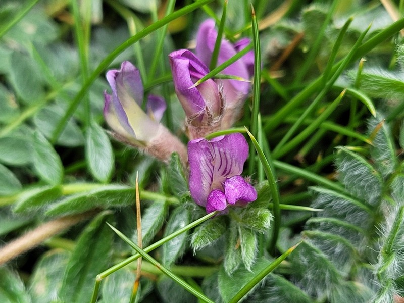 Oxytropis foucaudii