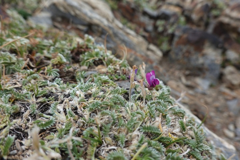 Oxytropis foucaudii photo 2