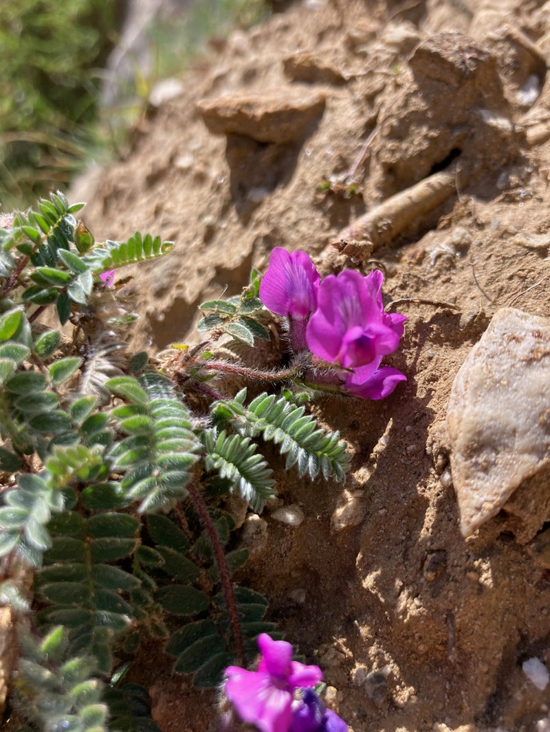 Oxytropis foucaudii photo 3