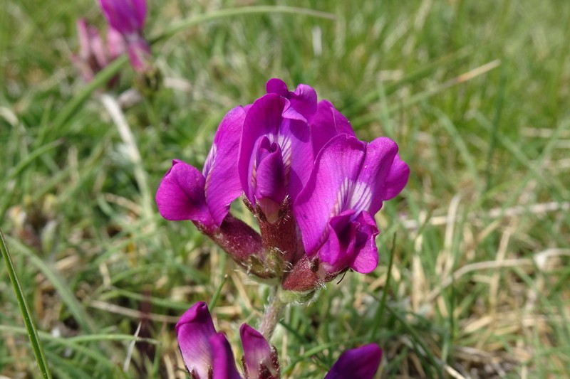 Oxytropis foucaudii photo 4