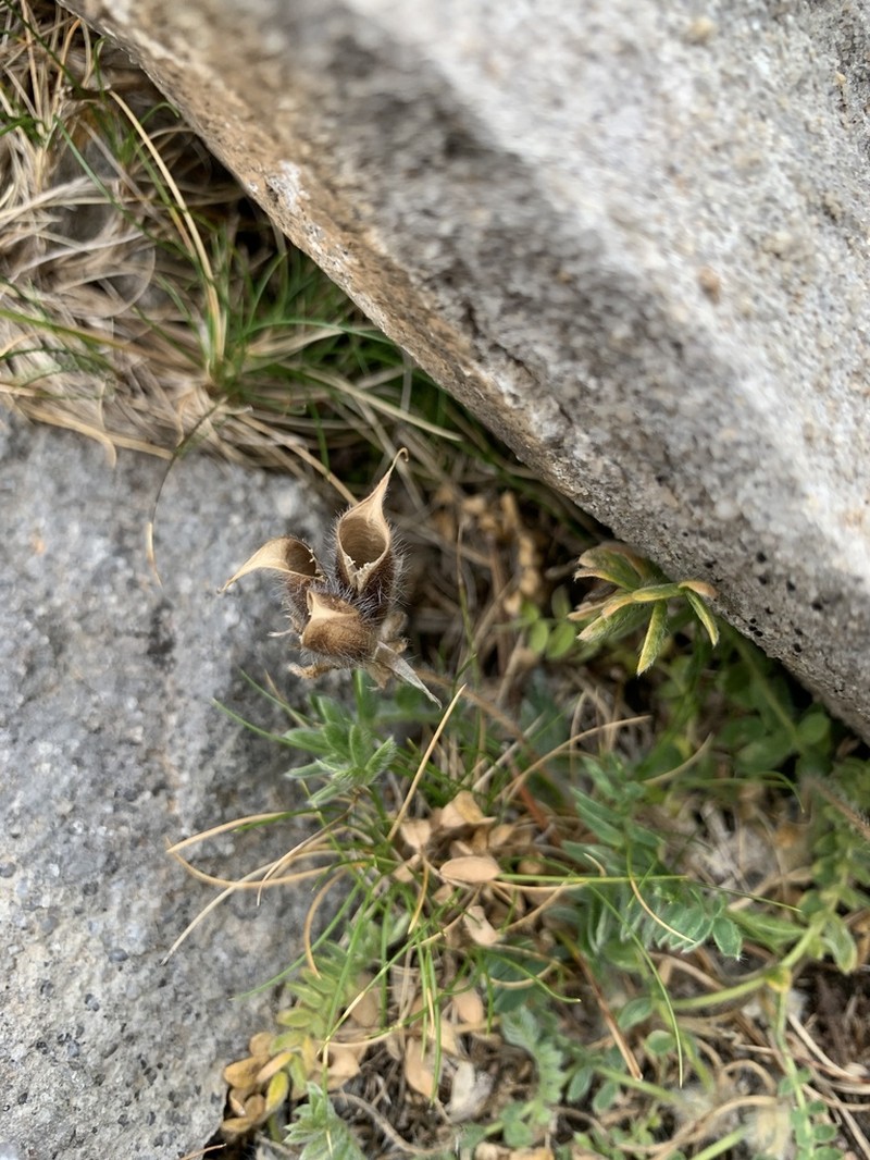 Oxytropis foucaudii photo 5