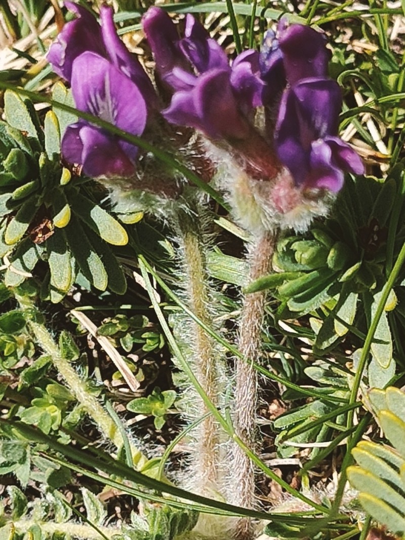 Oxytropis foucaudii photo 6