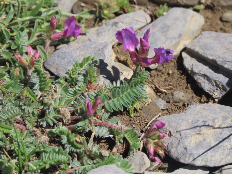 Oxytropis foucaudii photo 7