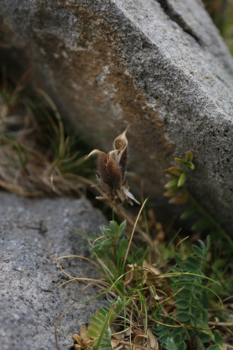 Oxytropis foucaudii photo 8