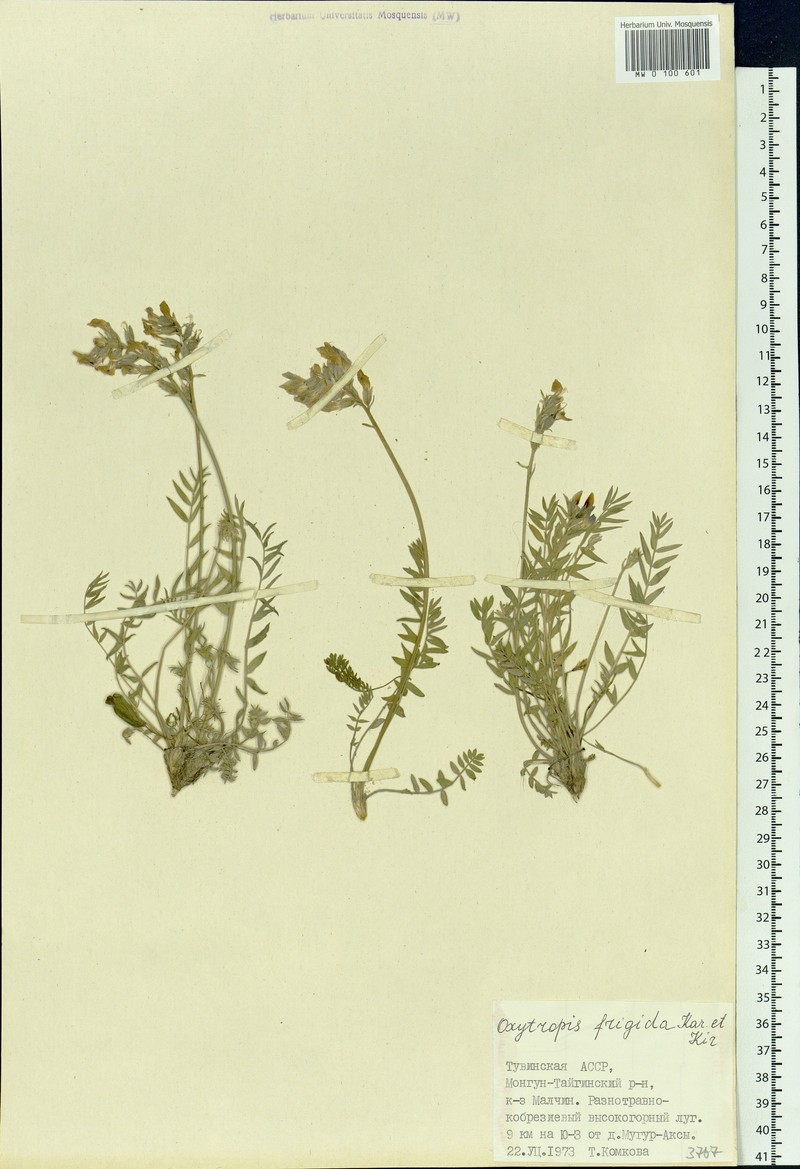 Oxytropis frigida