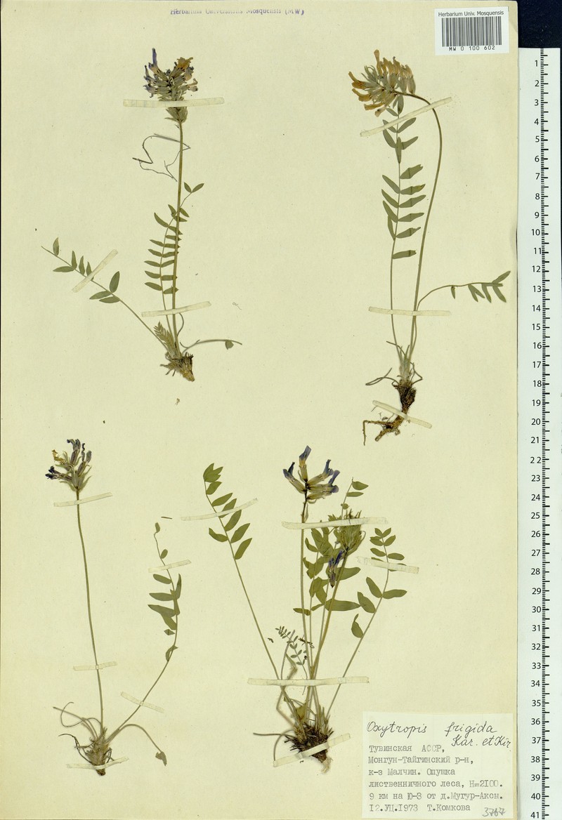 Oxytropis frigida photo 2