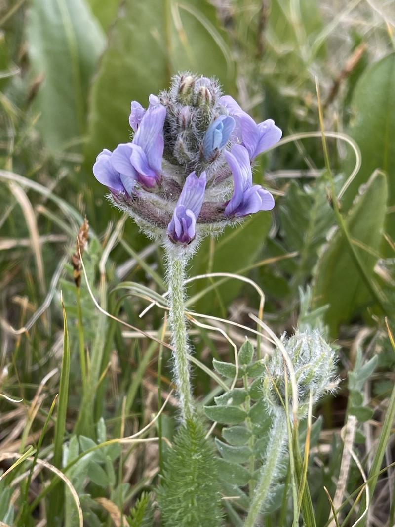 Oxytropis gebleri photo 2