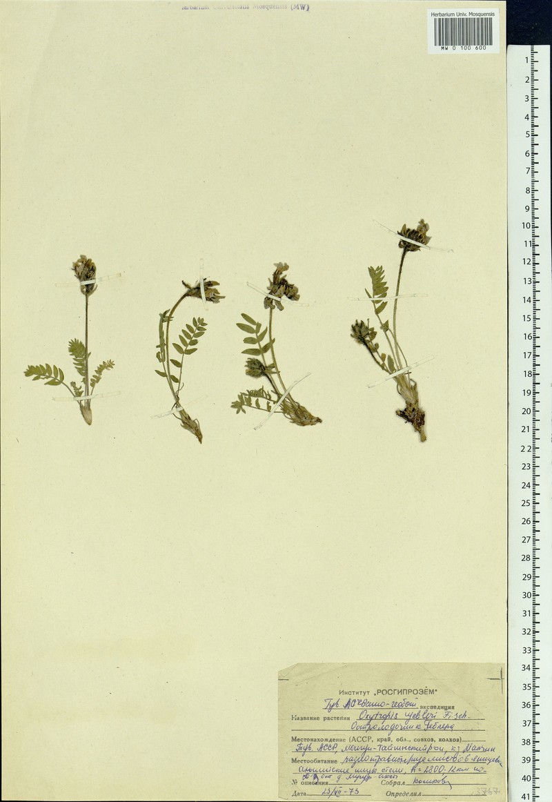 Oxytropis gebleri photo 3