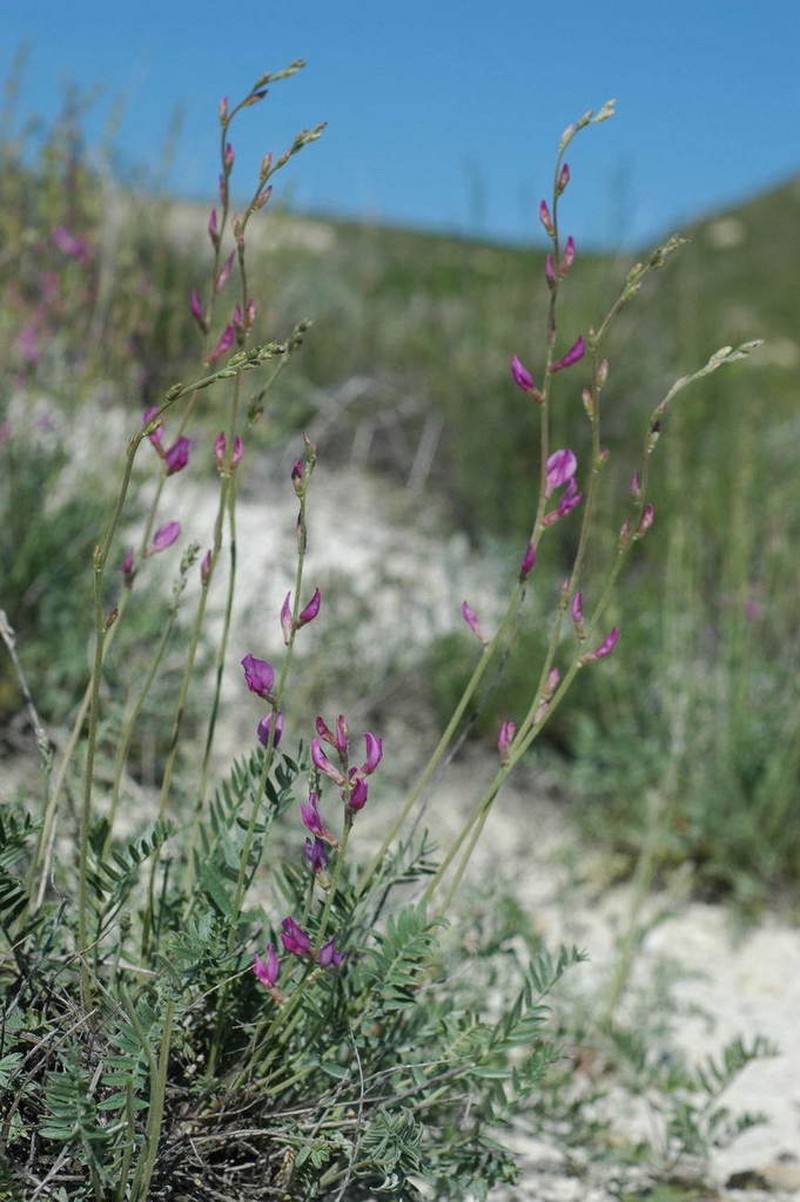 Oxytropis gebleriana photo 2