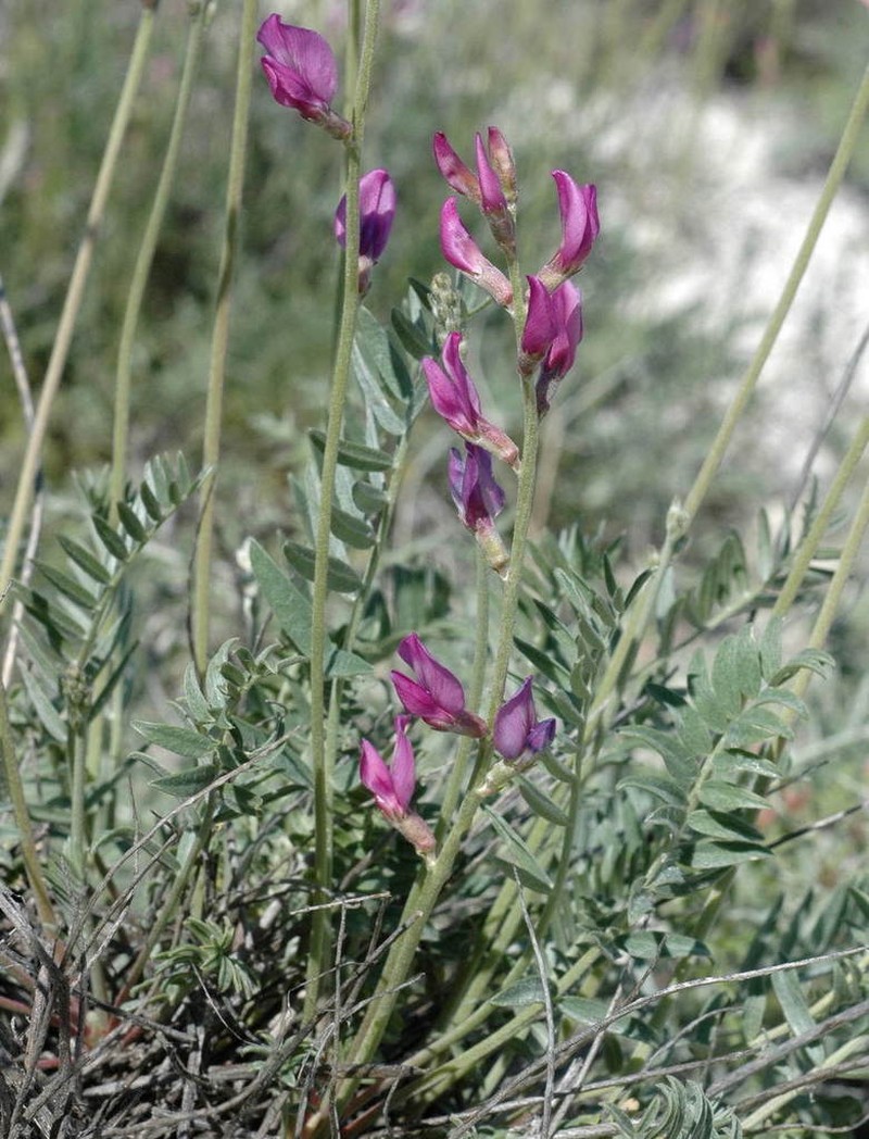 Oxytropis gebleriana photo 3