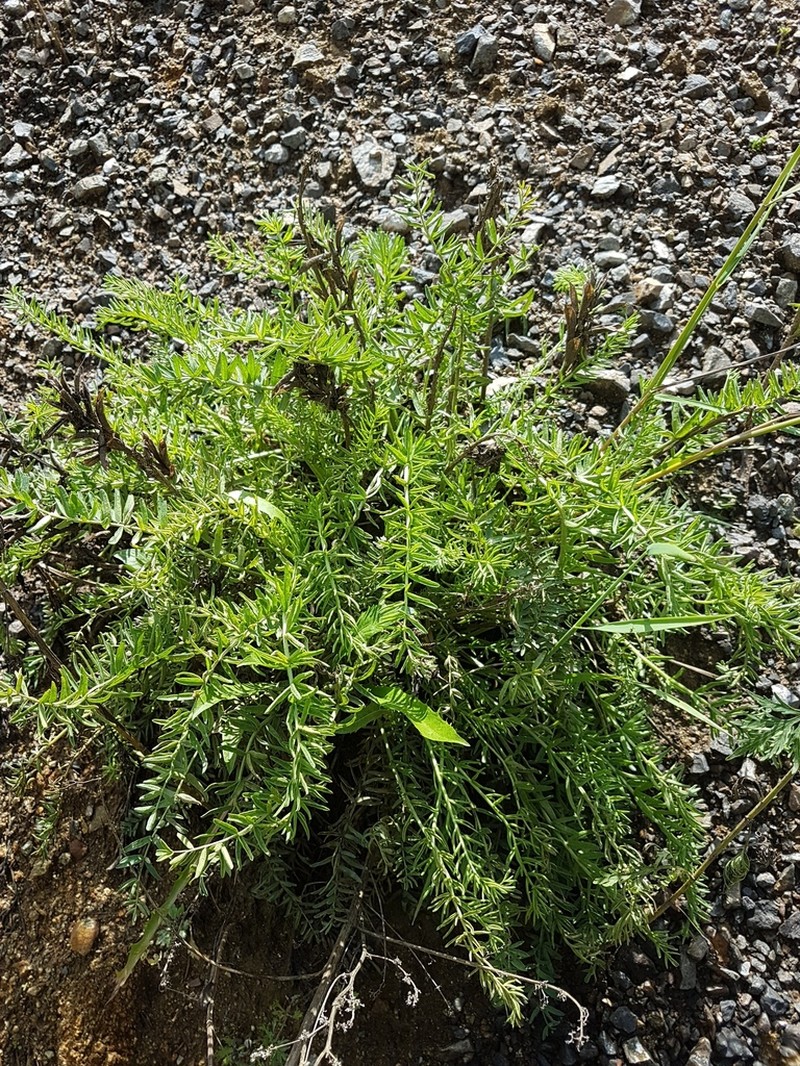 Oxytropis glandulosa