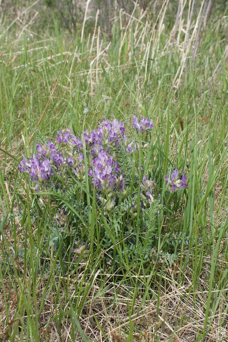Oxytropis glandulosa photo 2
