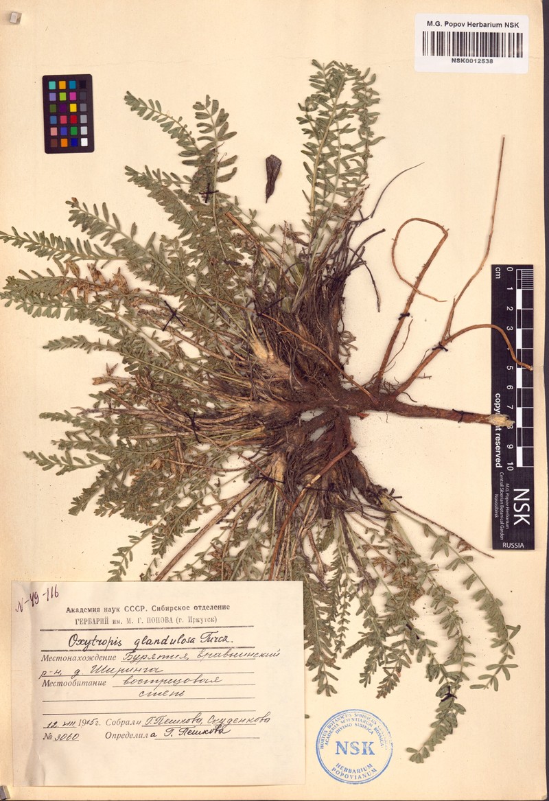 Oxytropis glandulosa photo 5