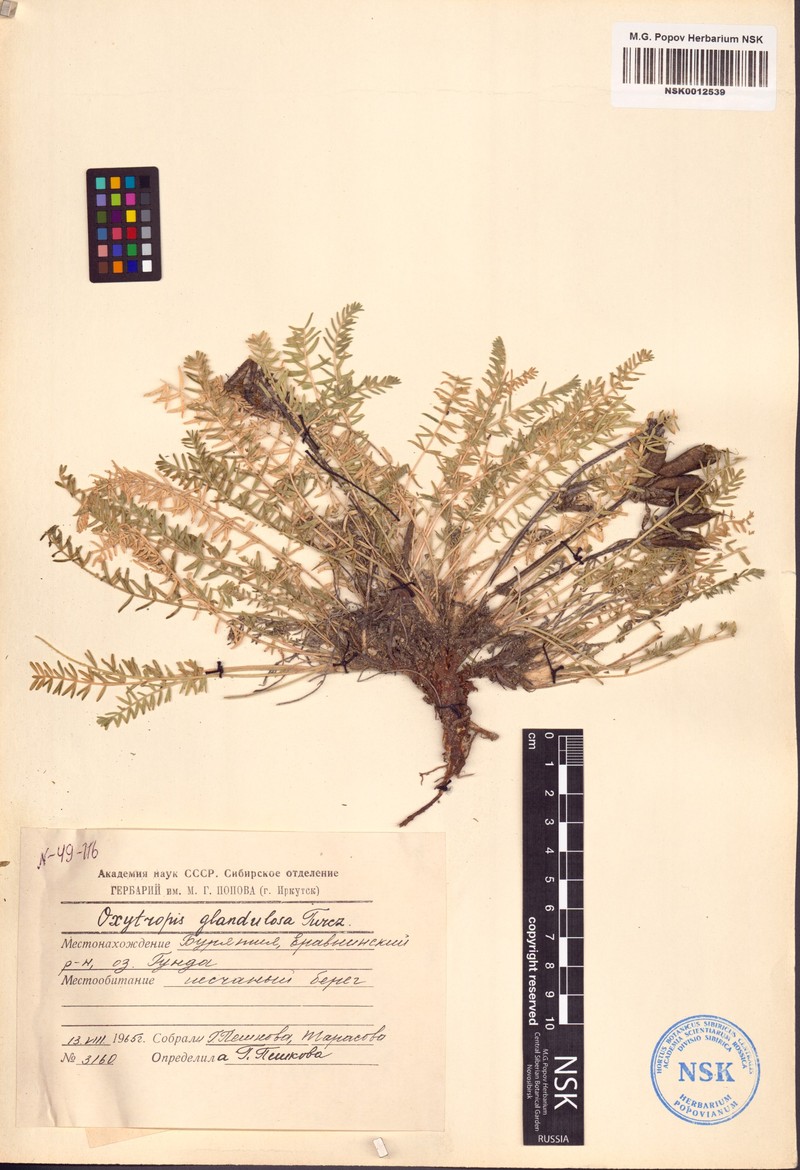 Oxytropis glandulosa photo 6