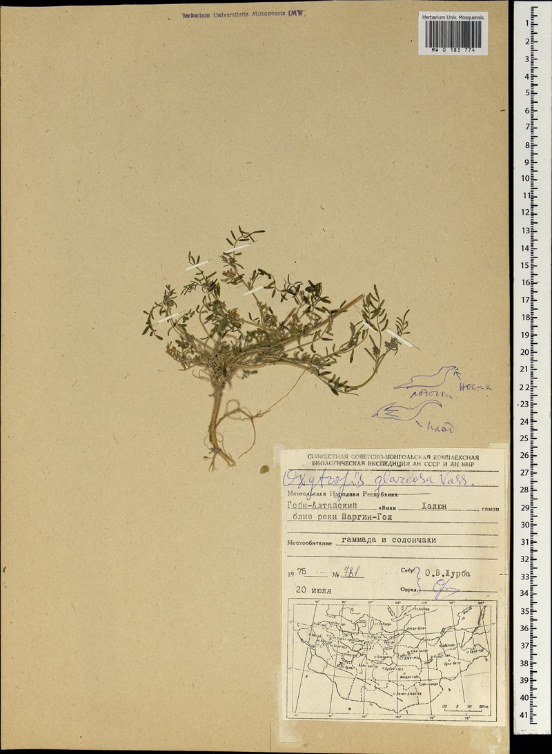 Oxytropis glareosa