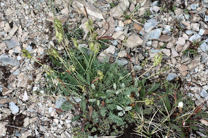 Oxytropis globiflora