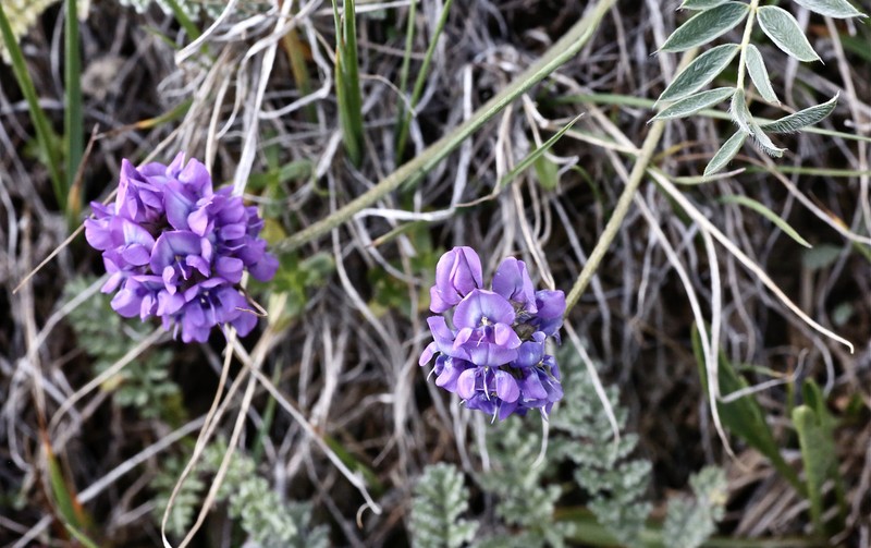 Oxytropis globiflora photo 2