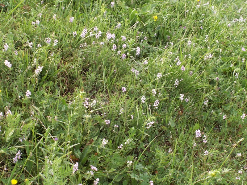 Oxytropis globiflora photo 3