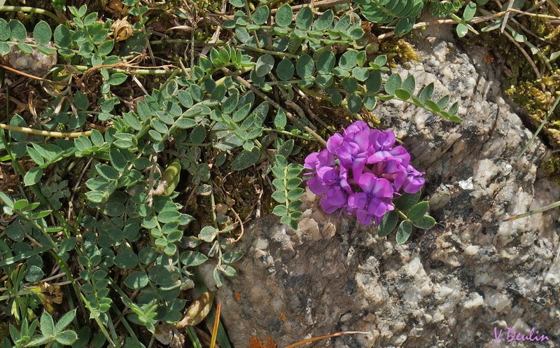 Oxytropis globiflora photo 4