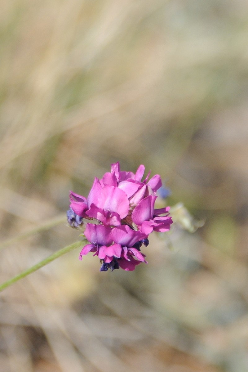 Oxytropis globiflora photo 5