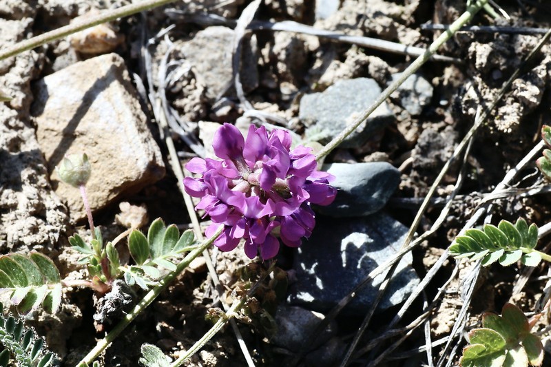 Oxytropis globiflora photo 6