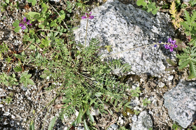 Oxytropis globiflora photo 7