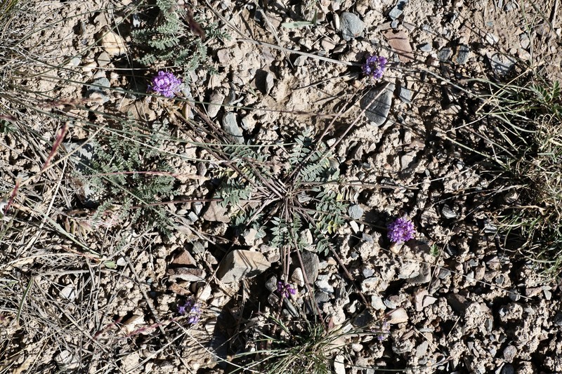 Oxytropis globiflora photo 8