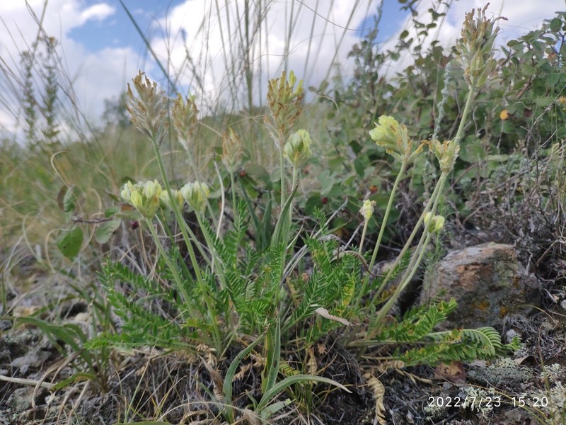 Oxytropis gmelinii