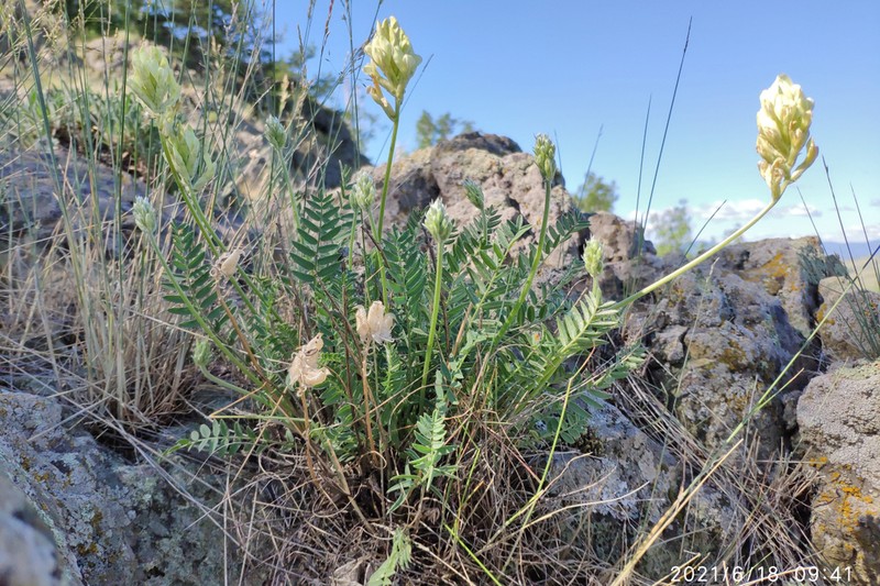 Oxytropis gmelinii photo 2