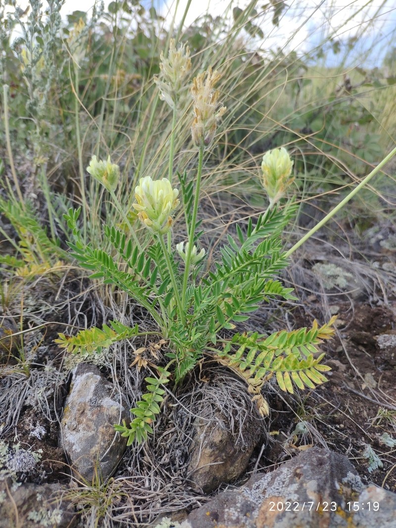 Oxytropis gmelinii photo 3