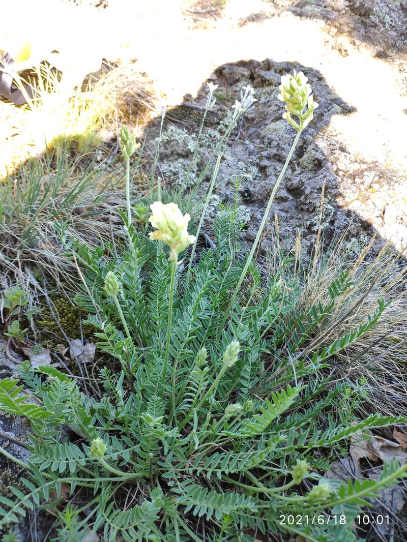 Oxytropis gmelinii photo 4