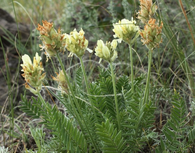 Oxytropis gmelinii photo 5