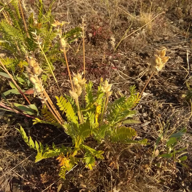 Oxytropis gmelinii photo 6