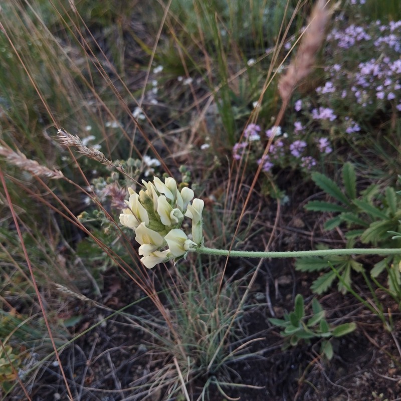 Oxytropis gmelinii photo 8