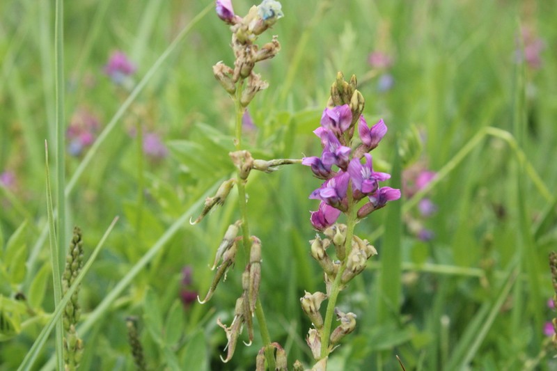 Oxytropis gorbunovii photo 2