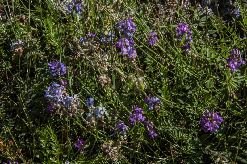 Oxytropis gorbunovii photo 3