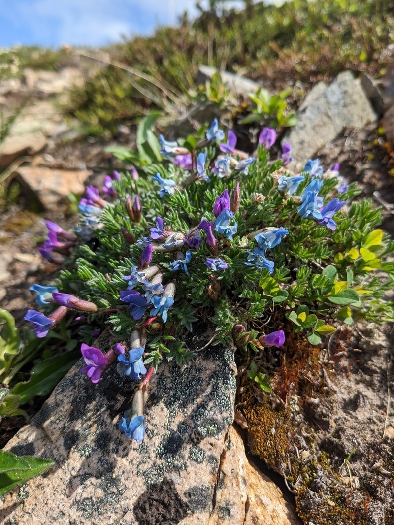 Oxytropis gorodkovii