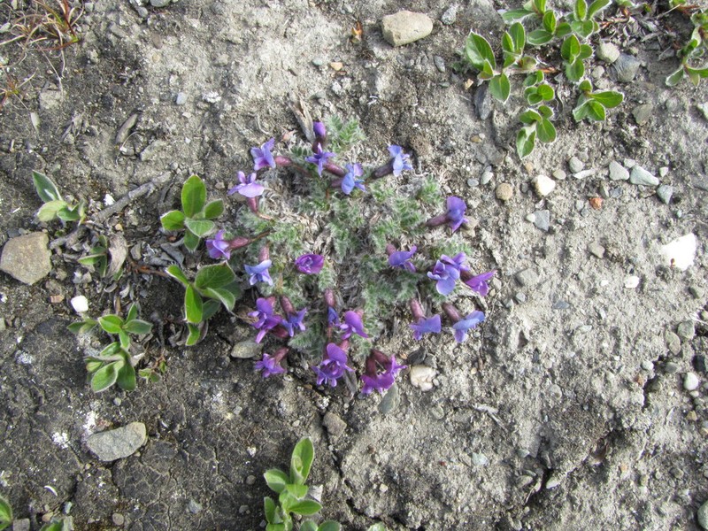 Oxytropis gorodkovii photo 2