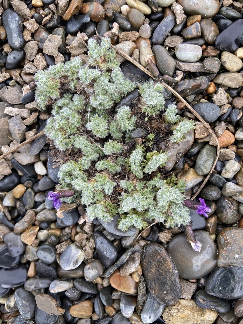 Oxytropis gorodkovii photo 3