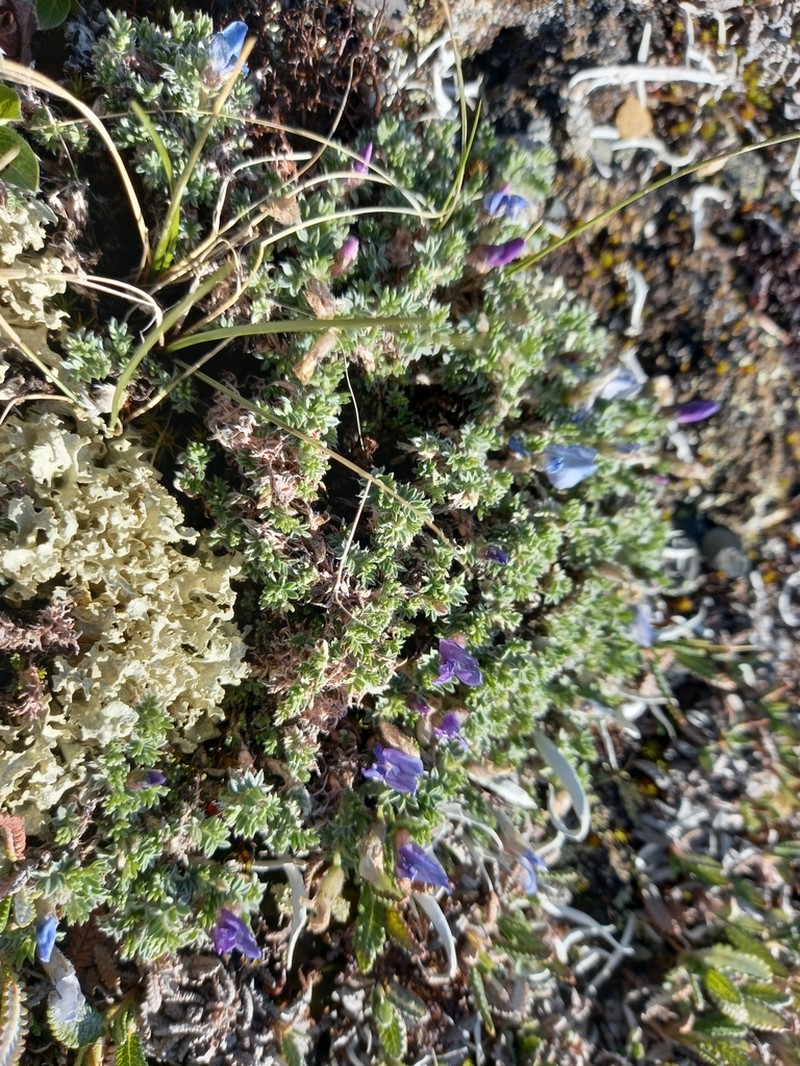 Oxytropis gorodkovii photo 4