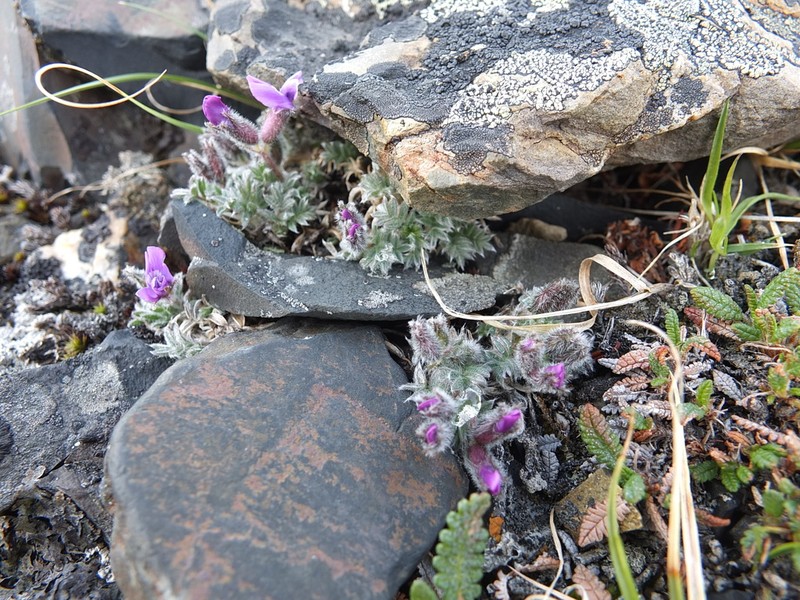 Oxytropis gorodkovii photo 5