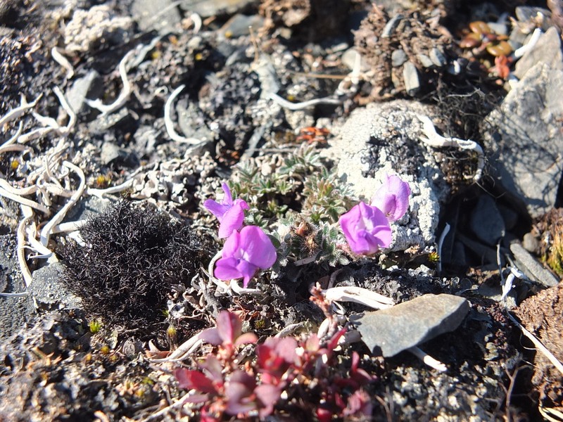 Oxytropis gorodkovii photo 6