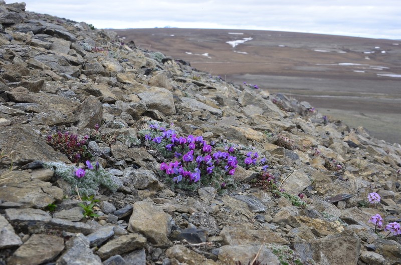 Oxytropis gorodkovii photo 7